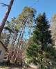 Сдам дом, Курортный р-н пос. Комарово, 68 м², 17 соток