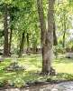 Сдам дом в Санкт-Петербурге, м. Беговая, территория Ольгино, 300 м², 70 соток