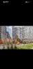 Сдам студию, Планерная ул. 97к1, 27 м²