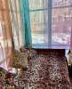 Сдам дом, Курортный р-н пос. Комарово 1-я Дачная ул. 55Щ, 80 м², 6 соток